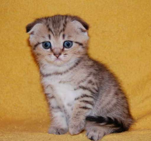 Шотландский котик 6000 руб. Шотландский котик 6000 руб.