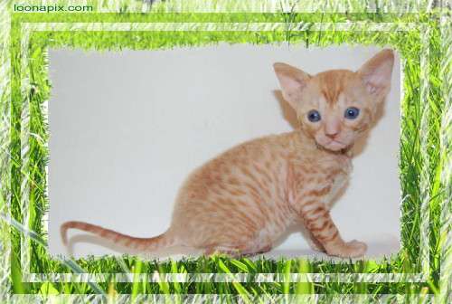 Корниш рекс кудрявые котята. Корниш рекс кудрявые котята.
