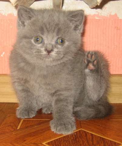 Шотландские котята (страйт) Шотландские котята (страйт)