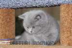 Голубые и лиловые британские котята. Питомник  "BRITISH SYMPHONY".