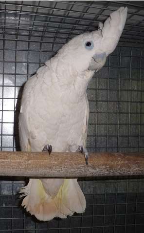 Продается Соломонский какаду (Cacatua ducorpsii) Продается Соломонский какаду (Cacatua ducorpsii)