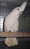 Продается Соломонский какаду (Cacatua ducorpsii)