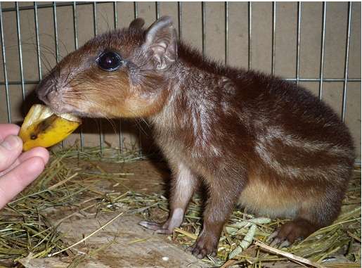 Продается Пака (Cuniculus paca) Продается Пака (Cuniculus paca)