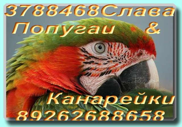 Большие, средние, малые виды попугаев, Канарейки. Большие, средние, малые виды попугаев, Канарейки.