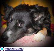 Метис колли в хорошие руки Метис колли в хорошие руки