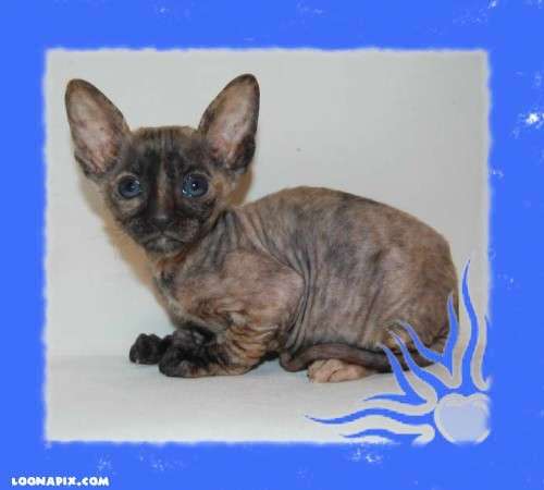 Корниш рекс кудрявые котята. Корниш рекс кудрявые котята.
