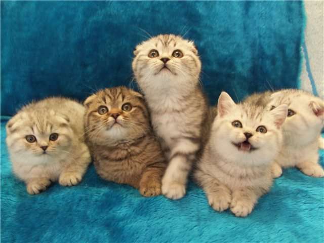 Шотландские (вислоухие и прямоухие) котята от Гранд Интер Чемпиона Antuana Шотландские (вислоухие и прямоухие) котята от Гранд Интер Чемпиона Antuana