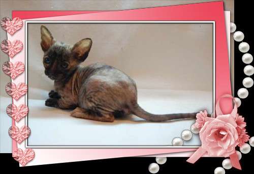 Корниш рекс кудрявые котята. Корниш рекс кудрявые котята.