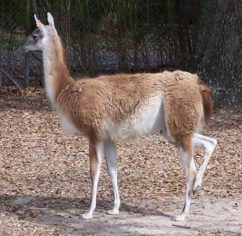 Лама Гуанака