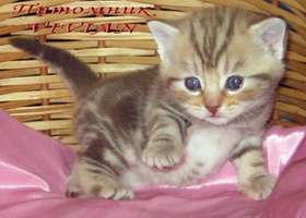 Британские мраморные котята из питомника VIVIAN. Британские мраморные котята из питомника VIVIAN.