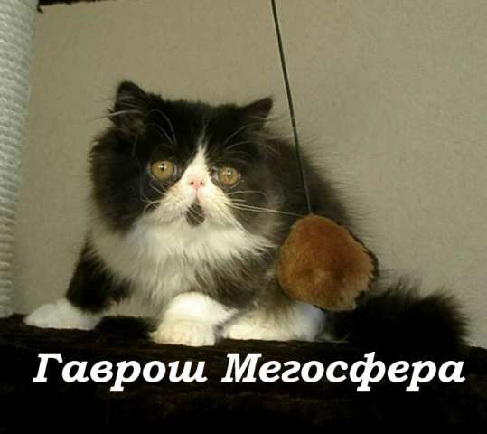 Гаврош - персидский котик Гаврош - персидский котик