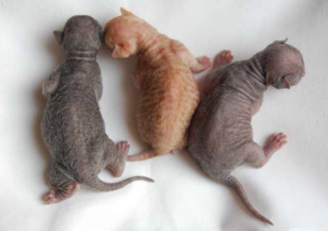 Корниш рекс кудрявые котята. Корниш рекс кудрявые котята.