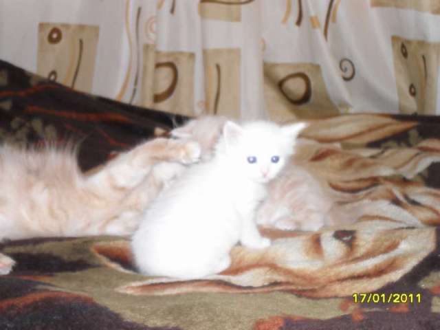 Ангорские котята Ангорские котята