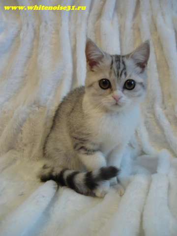 ШОТЛАНДСКИЕ КОТЯТА ШОТЛАНДСКИЕ КОТЯТА