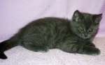 Продается британский короткошерстный крупный кот, окрас голубой