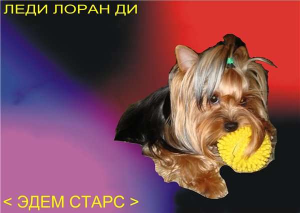 Элитные щенки йоркширского терьера. Элитные щенки йоркширского терьера.
