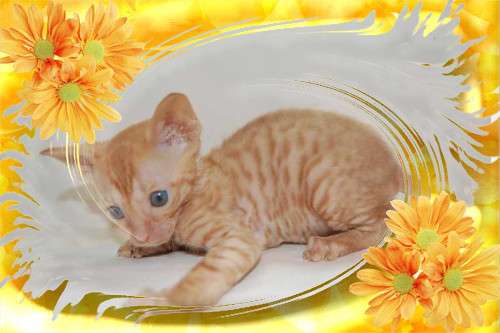 Корниш рекс кудрявые котята. Корниш рекс кудрявые котята.