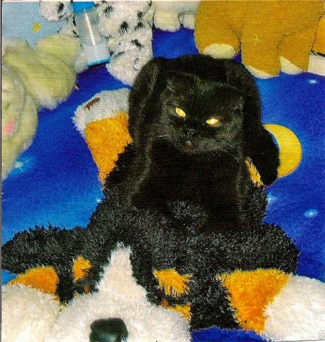 шотландские(вислоухие) котята, не дорого!!! шотландские(вислоухие) котята, не дорого!!!