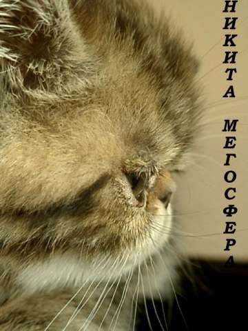 Экзотическая мраморная кошечка НИКИТА Экзотическая мраморная кошечка НИКИТА