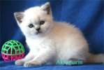 Британские плюшевые котята окрасы голубой и блю-поинт