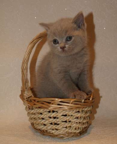 Британские плюшевые котята Британские плюшевые котята