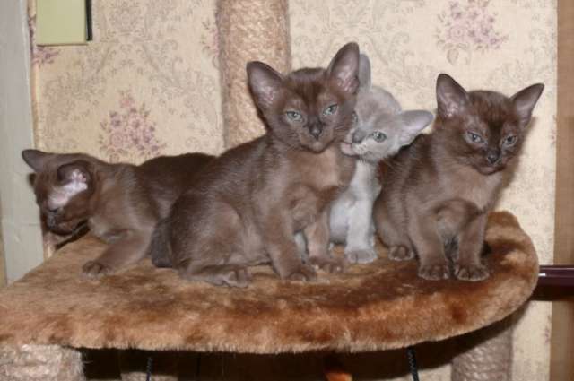 Продаются котята бурмы Продаются котята бурмы
