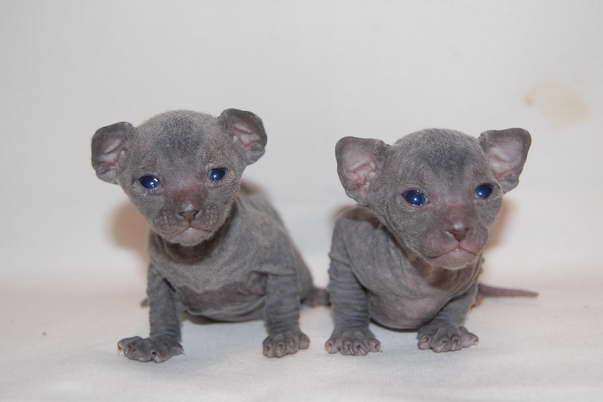 Корниш рекс кудрявые котята. Корниш рекс кудрявые котята.