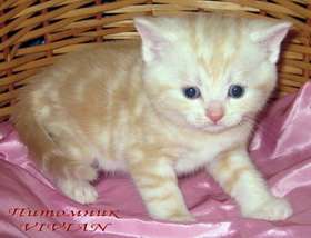 Британские мраморные котята из питомника VIVIAN Британские мраморные котята из питомника VIVIAN