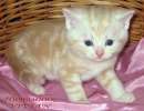 Британские  мраморные котята  из питомника VIVIAN.