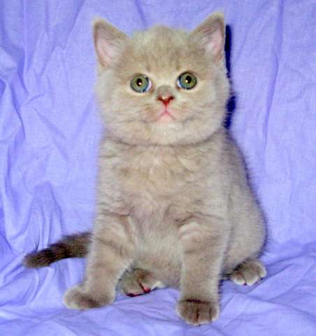 НЕЖНОРОЗОВАЯ ПЛЮШЕВАЯ КОШЕЧКА НЕЖНОРОЗОВАЯ ПЛЮШЕВАЯ КОШЕЧКА