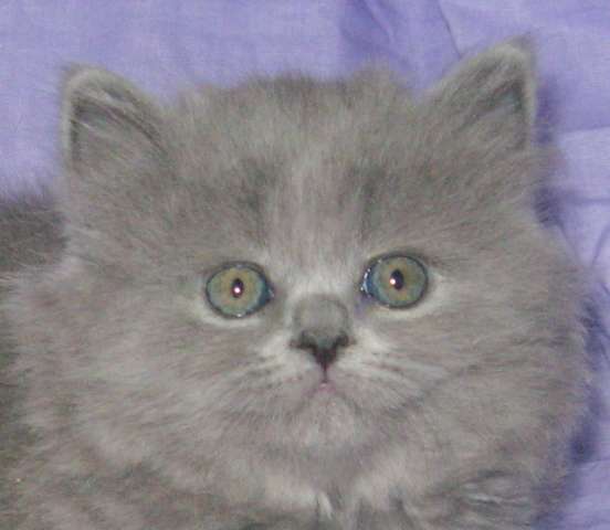 НЕЖНАЯ КОШЕЧКА НЕЖНАЯ КОШЕЧКА