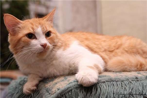 Манюня - самая ласковая кошка Манюня - самая ласковая кошка
