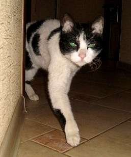 Никодим кудрявый кот Никодим кудрявый кот