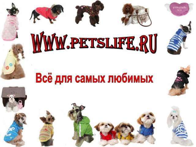 Модная одежда для Ваших любимцев Модная одежда для Ваших любимцев