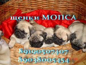 МОПСА щенков продаем МОПСА щенков продаем