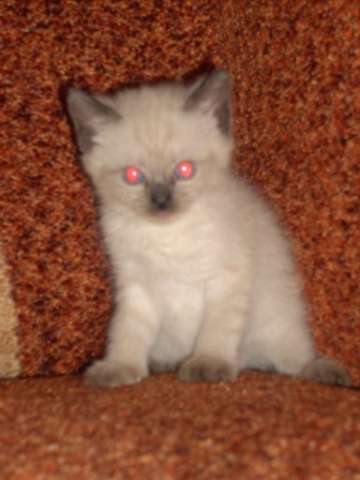 Невскме маскарадные котята недорого Невскме маскарадные котята недорого