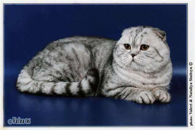 Скоттиш фолд,страйт и британские элитные котята Москва - Продажа котят