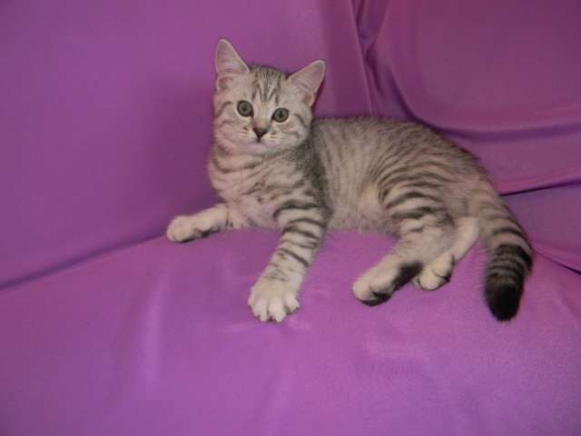 Продается котенок 89035742345. Продается котенок 89035742345.