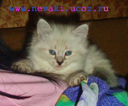 Невские маскарадные котята редкого серебряного окраса Невские маскарадные котята редкого серебряного окраса