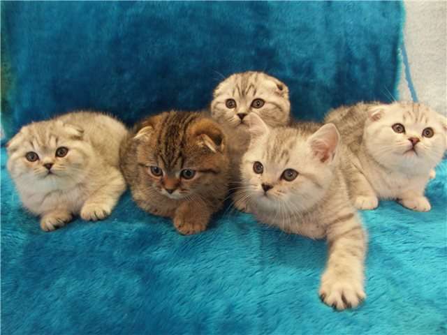 Шотландские (вислоухие и прямоухие) и британские элитные котят Шотландские (вислоухие и прямоухие) и британские элитные котят