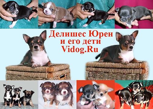 Чихуахуа г/ш голубо-подпалый для вязок Чихуахуа г/ш голубо-подпалый для вязок