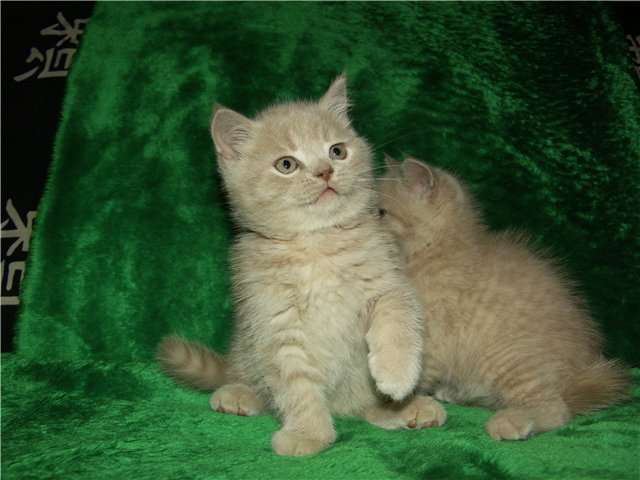 Шотландские (вислоухие и прямоухие) и британские элитные котята Шотландские (вислоухие и прямоухие) и британские элитные котята