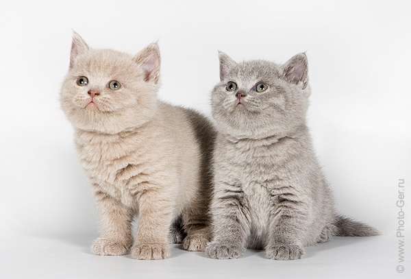 Котята Клуба Кошек МОСКВА Котята Клуба Кошек МОСКВА
