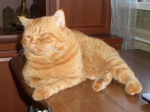 Коты для вязок Клуба Кошек МОСКВА Коты для вязок Клуба Кошек МОСКВА