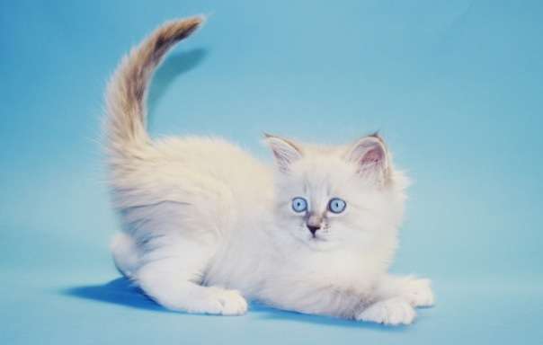 Невские маскарадные котята Невские маскарадные котята