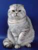 Высокотитулованные скоттиш фолд,страйт и британские коты питомника "Оникс"приглашают на вя