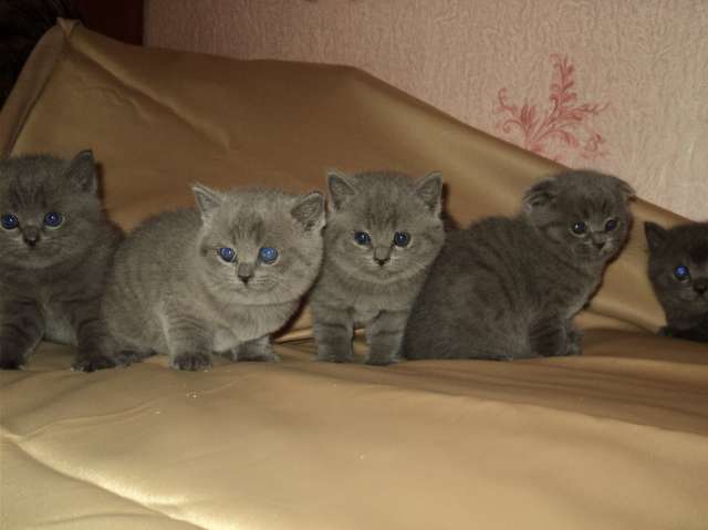 Британские котята Британские котята