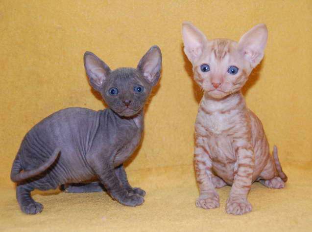 Корниш рекс - кудрявые котята. Корниш рекс - кудрявые котята.