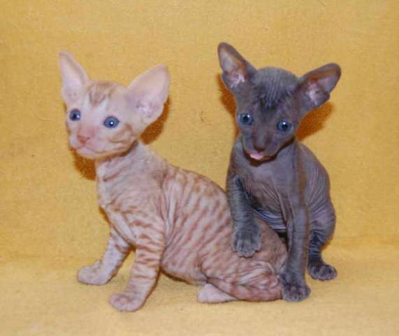 Корниш рекс - кудрявые котята. Корниш рекс - кудрявые котята.