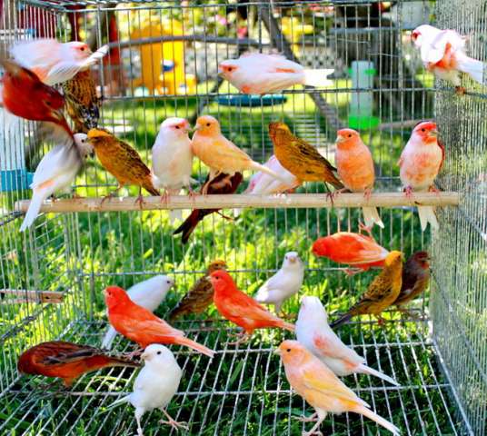 Мозаичные канарейки - Mosaic canaries, гарантия пения от заводчика. Мозаичные канарейки - Mosaic canaries, гарантия пения от заводчика.